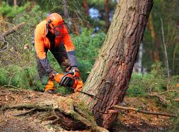 How Our Tree Care Process Works  in  Mitchell, IL