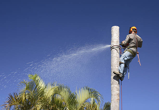 How Our Tree Care Process Works  in  Mitchell, IL
